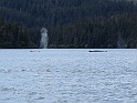 Sitka-HumpbackWhales