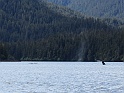 Sitka-WhaleTail